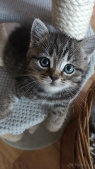Britská koťátka whiskas s PP - 5