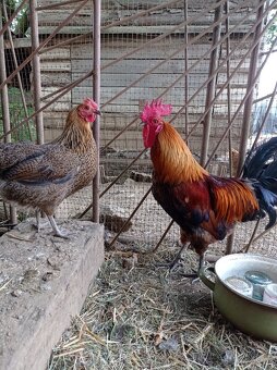 Násadová vejce Maranska (maransky) a české zlaté kropenky - 5