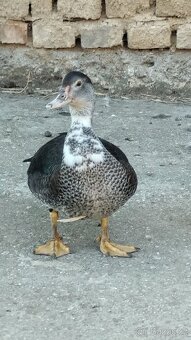 🦆 kachny na prodej 🦆 - 5