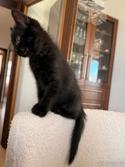 Darujeme kocourka - 5