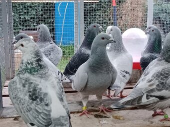 Poštovní holub standart - 5