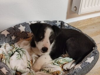 Border kolie bez pp již k odběru - 5