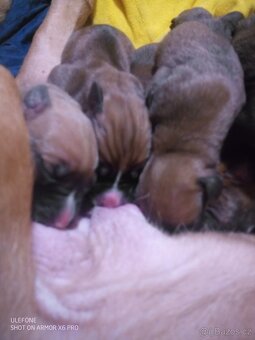 Americký stafordšírský teriér - 5