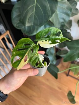 Monstera Adansonii Variegata - 5