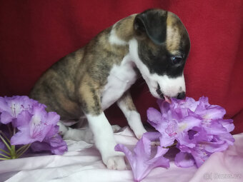 Whippet bez PP po obou rodičích s PP ( FCI) - 5