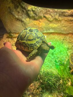 Želva pardálí - 5