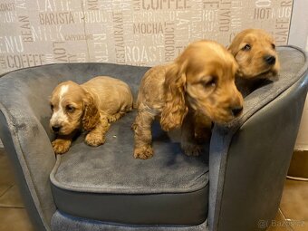 Anglický kokršpaněl - 5