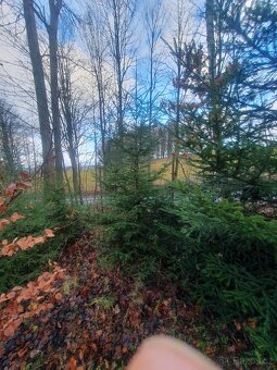 Vánočni stromek smrk - 5