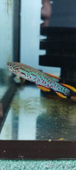 Fundulopanchax Gardneri - 5
