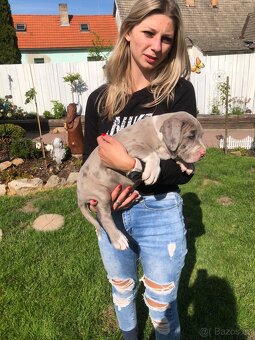 American bull XL, American bully, americký bull - 5