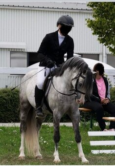 Hřebeček Český sportovní pony B - 5