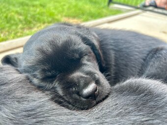 Labradorský retriever s PP - 5