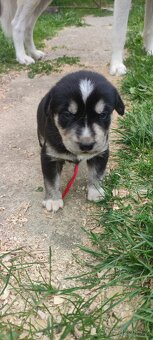 Štěně husky x labrador - 5