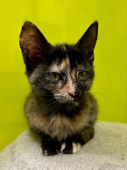 Mainská křížená koťátka - 5