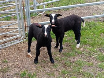 JEHŇATA ZWARTBLES - 5