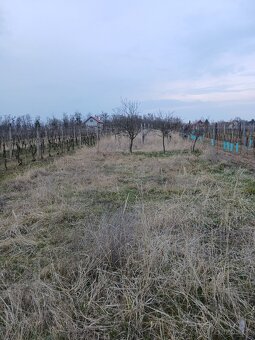 Pronajem zahrady a vinice - 5
