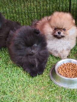 Pomeranian s PP - 5