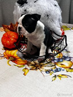 Bostonský teriér - 5