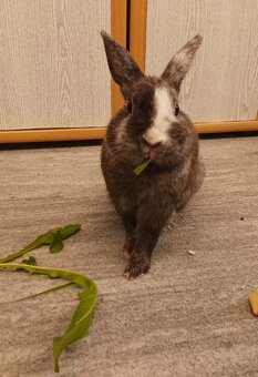 Zakrslý králík - 5