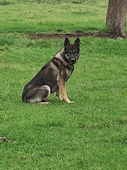 Německý ovčák štěňata - 5