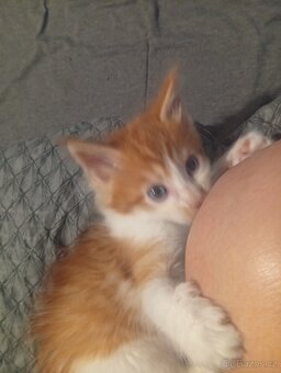 Mainská mývalí koťáta - 5