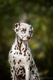 Dalmatin štěně s PP - 5