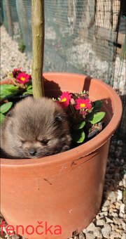 Pomeranian mini - 5