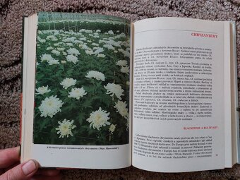 Skleníkové kvetiny na rezanie - Rudolf Votruba - 5
