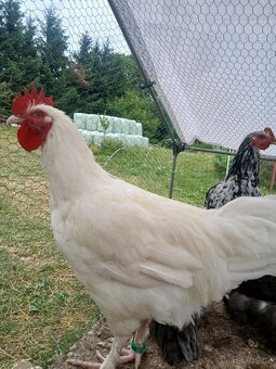 Marans bilá - 5