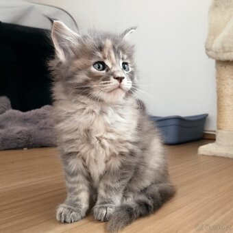 Mainská mývalí koťátka s PP - 5