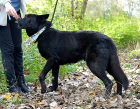 JAGUAR K ADOPCI - dokonalý parťák, super k dětem - 5