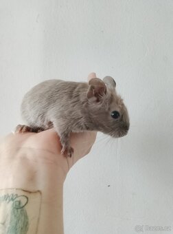 Osmák degu kluci - 5