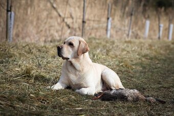 Labradorský retriever - k dispozici ke krytí (FCI) - 5