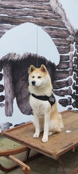 Akita inu bez PP - 5