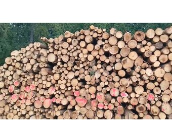 Palivové dřevo  - kamion - 5