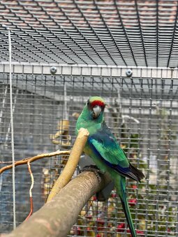 Bernard červenočelý štěp. na modré - 5