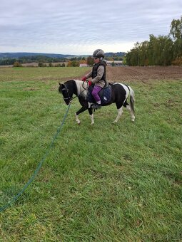 Valach AMHR/ASPC- minihorse - 5