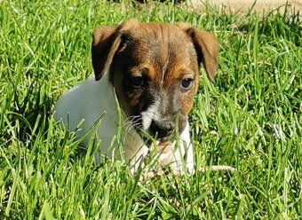 Jack Russel Terier - 5