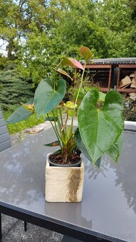 Anthurium - růžovo - zelené květy - 5