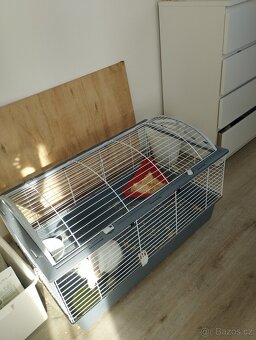 Zakrslý beránčí králík - 5
