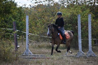 Pony kobylka kategorie S - 5