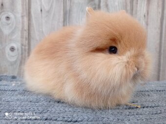 Zakrslý Teddy - mláďátka k rezervaci - 5