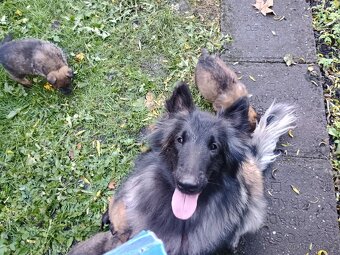 Šťěňata ovčáka NOxBO - 5