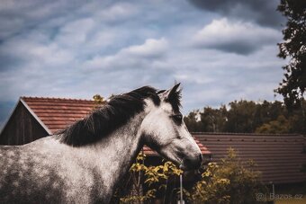 Na prodej krásná welsh mountain pony klisna DIABOLIC HENESSY - 5