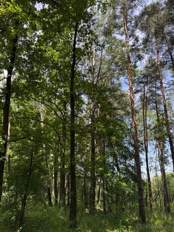 Prodám pozemky v katastrálním území Stará Hlína - 5