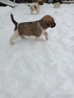 Český horský pes s PP FCI - 5