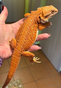 Agama vousatá- samička Hypo het Trans 190g - 5