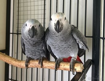 Prodám žako Kongo - 5