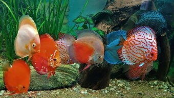 Tetra Discus Granules - 2 druhy granulí pro terčovce - 5