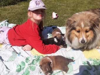 Štěňátka Sheltie/Šeltie s PP - 5